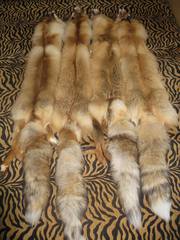 продам шкуры Сибирской рыжей лисы.